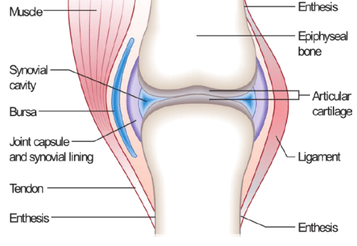 cartilage frame essentials