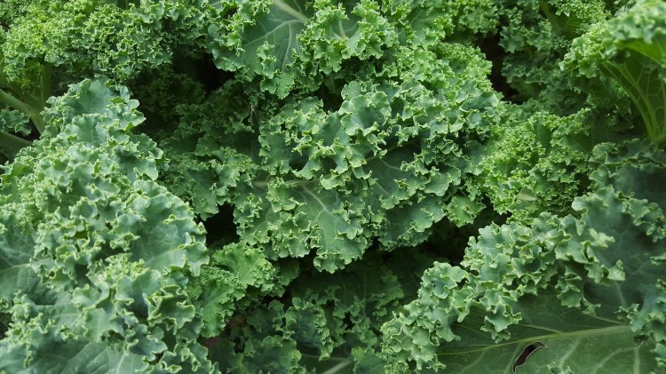 kale-852033_1920.jpg